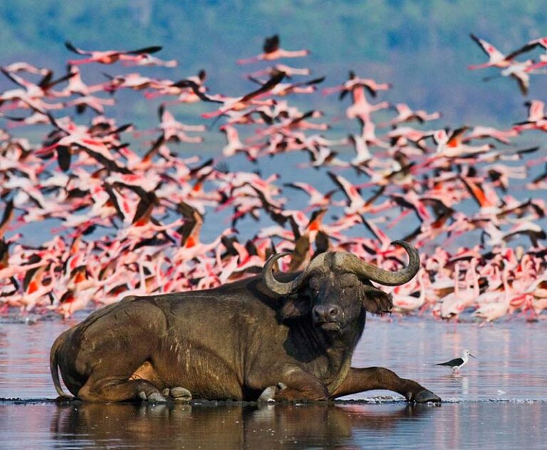 4 Days Masai Mara and Lake Nakuru Safari