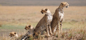 5 Days Lake Manyara National Park, Serengeti National Park & Ngorongoro Safari