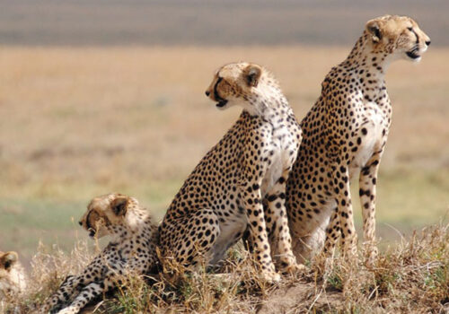 5 Days Lake Manyara National Park, Serengeti National Park & Ngorongoro Safari
