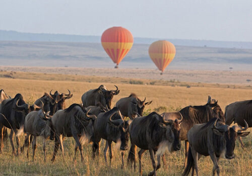 9 Days Safari Lake Nakuru, Masai Mara, Serengeti, Ngorongoro, & Amboseli