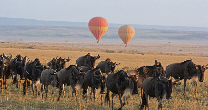 9 Days Safari Lake Nakuru, Masai Mara, Serengeti, Ngorongoro, & Amboseli