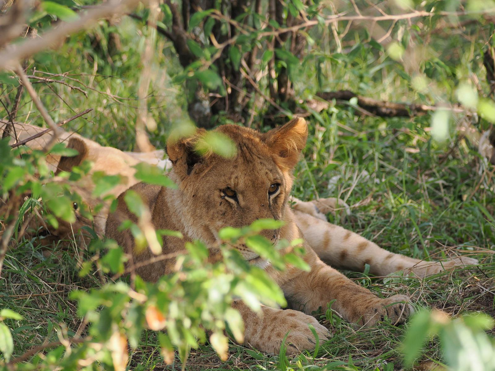 6 Days Masai Mara, Lake Naivasha, and Amboseli National Park