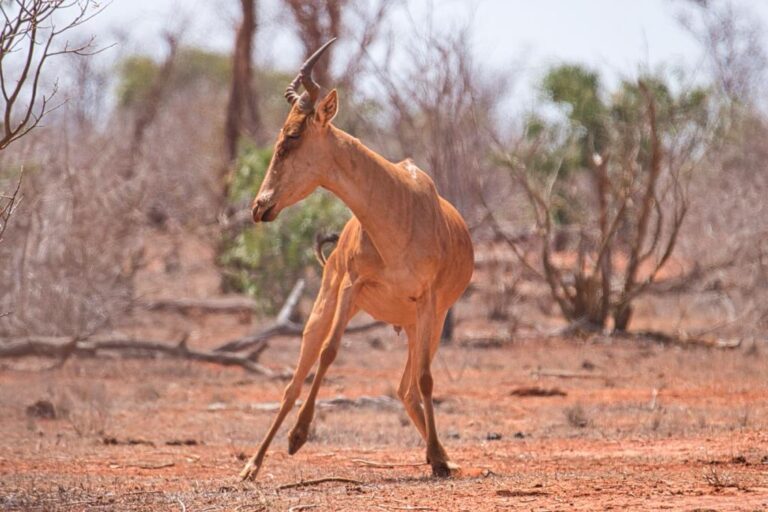 4 Days Safari Meru National Park