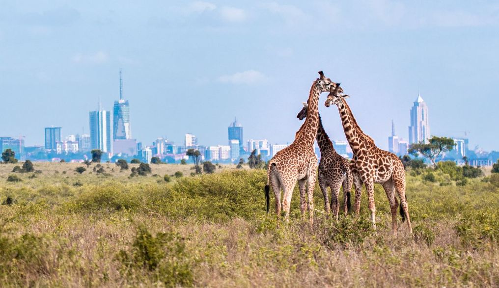 Half-Day Safari, Nairobi National Park
