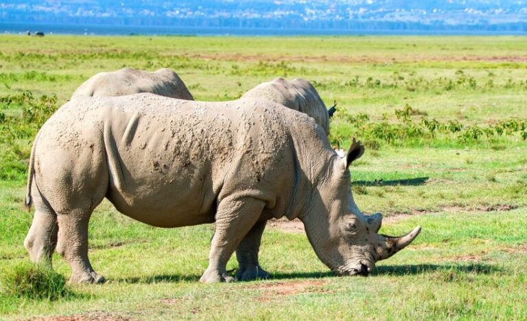 5 Days Safari Lake Nakuru, Lake Naivasha & Masai Mara