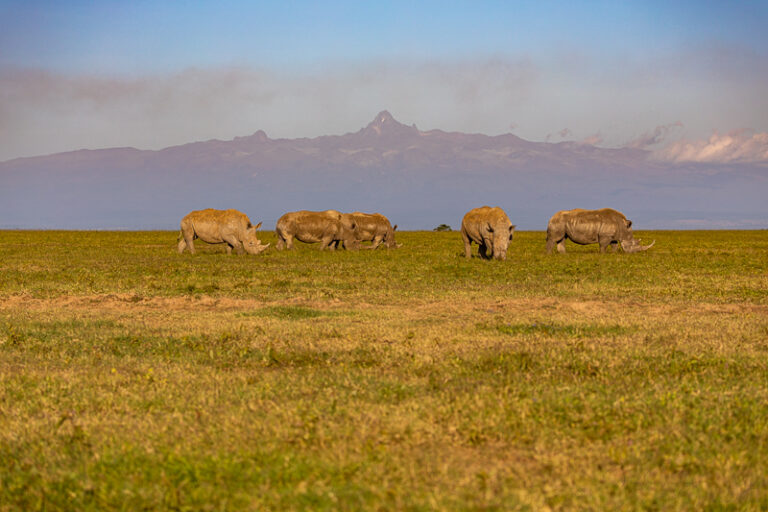 3 Days Safari Ol Pejeta Conservancy