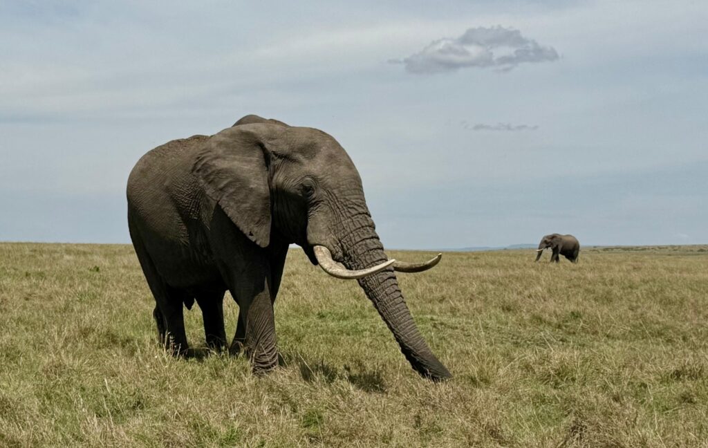 Safari Gallery - Milride Africa