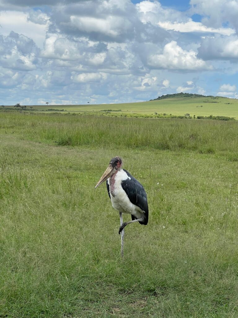 Safari Gallery - Milride Africa