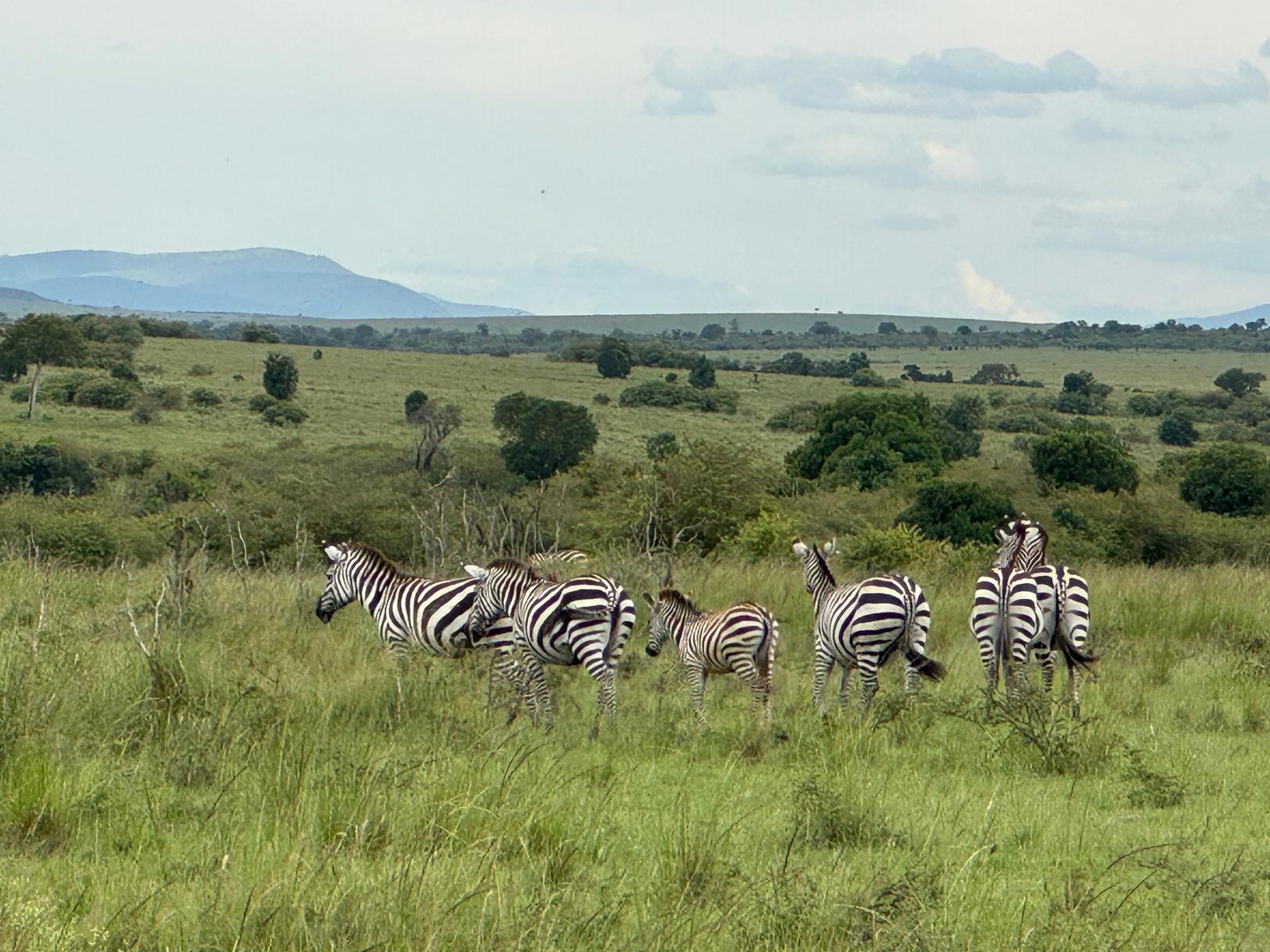7 Days Ol Pejeta, Lake Nakuru, Lake Naivasha & Masai Mara