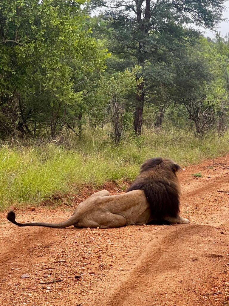 Safari Gallery - Milride Africa