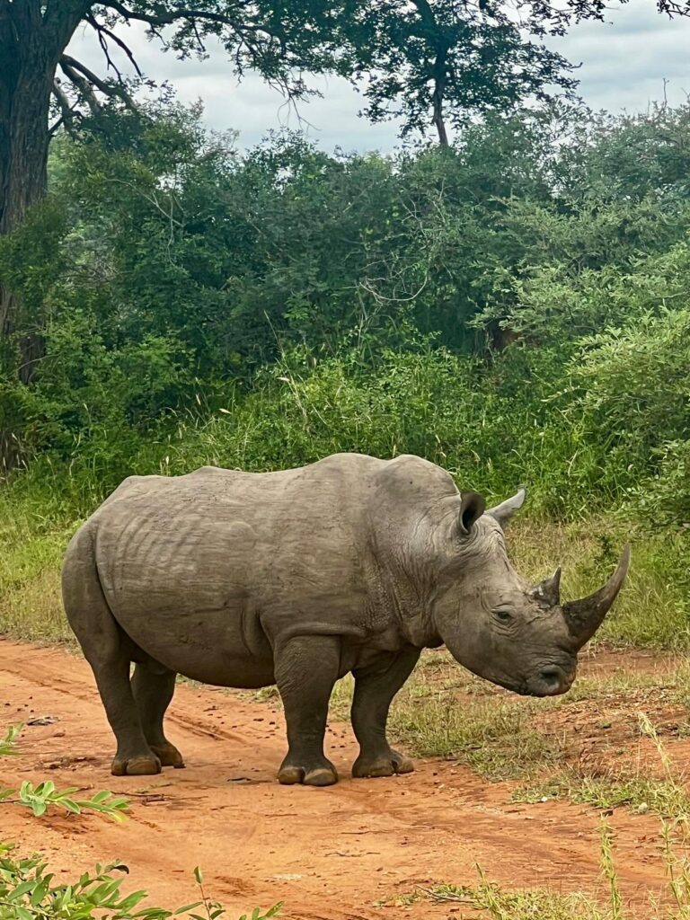 Safari Gallery - Milride Africa