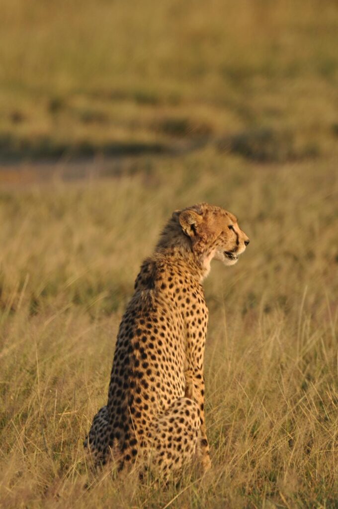 Safari Gallery - Milride Africa