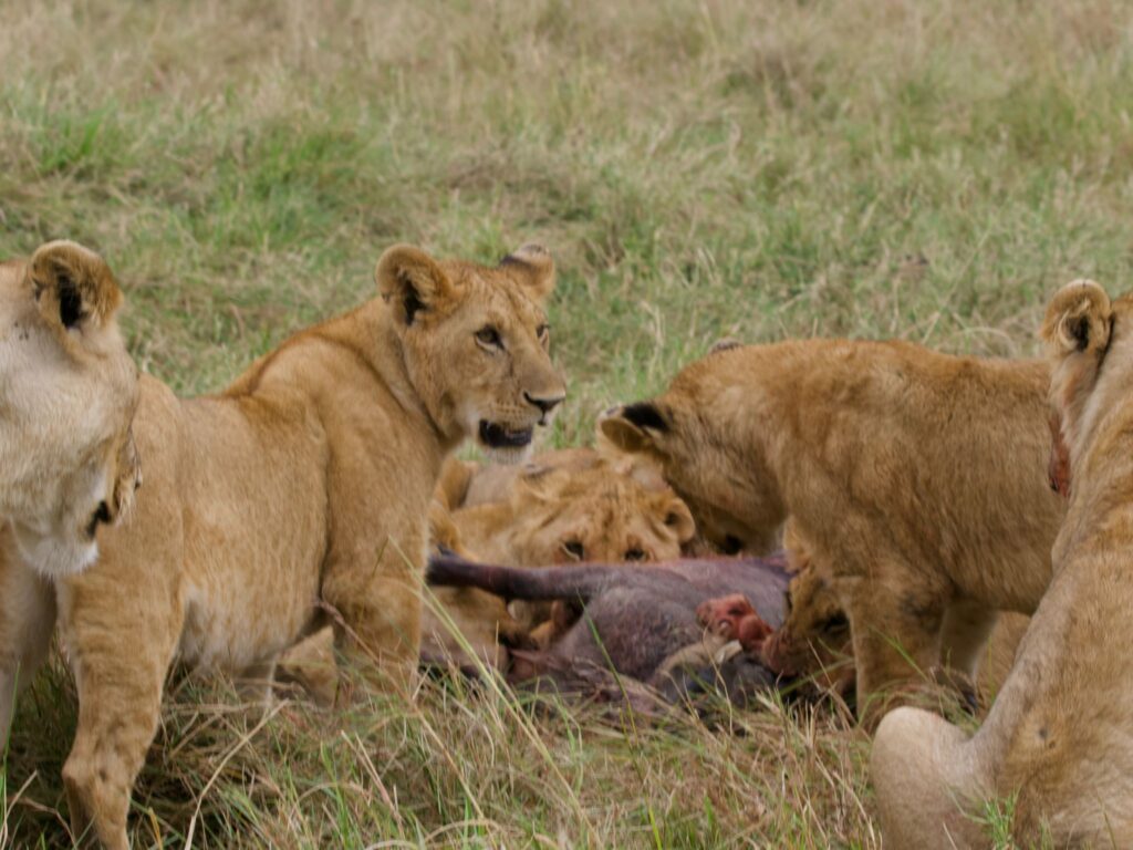 Safari Gallery - Milride Africa