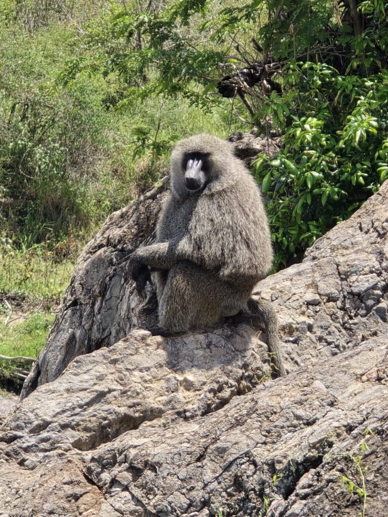 Safari Gallery - Milride Africa
