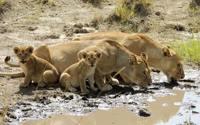 3 Days Masai Mara Great Wildebeest Migration Kenya Safari
