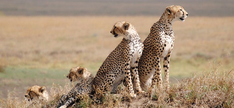 5 Days Lake Manyara National Park, Serengeti National Park & Ngorongoro Safari