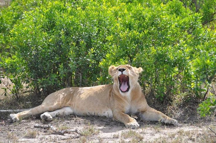 6 Days Amboseli, Lake Naivasha & Masai Mara Private Mid Range Safari