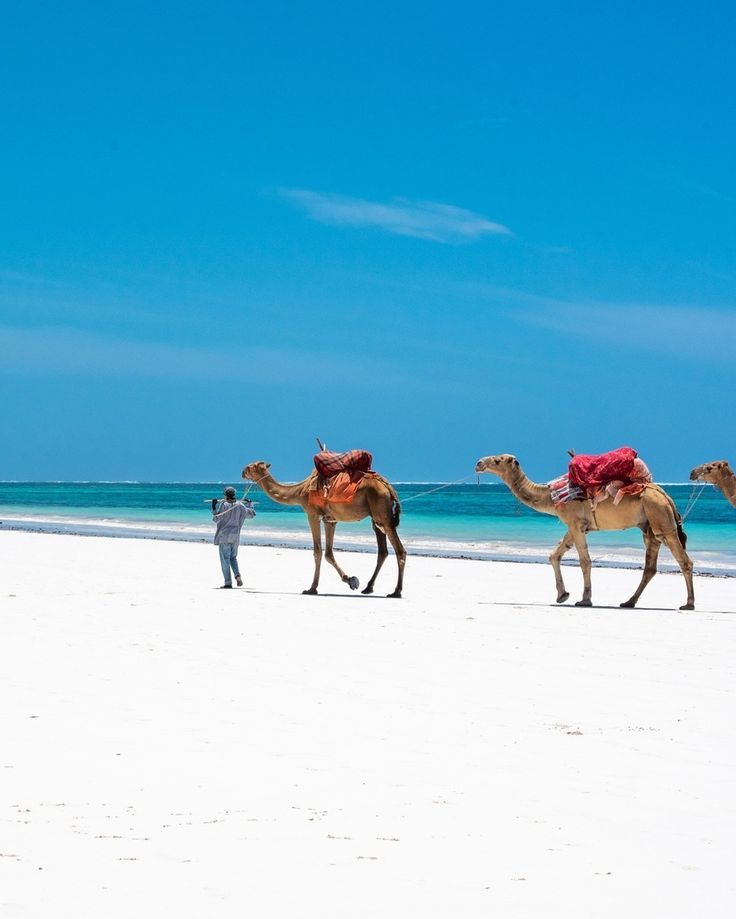 8 Days Fly-in Masai Mara & Diani Safari