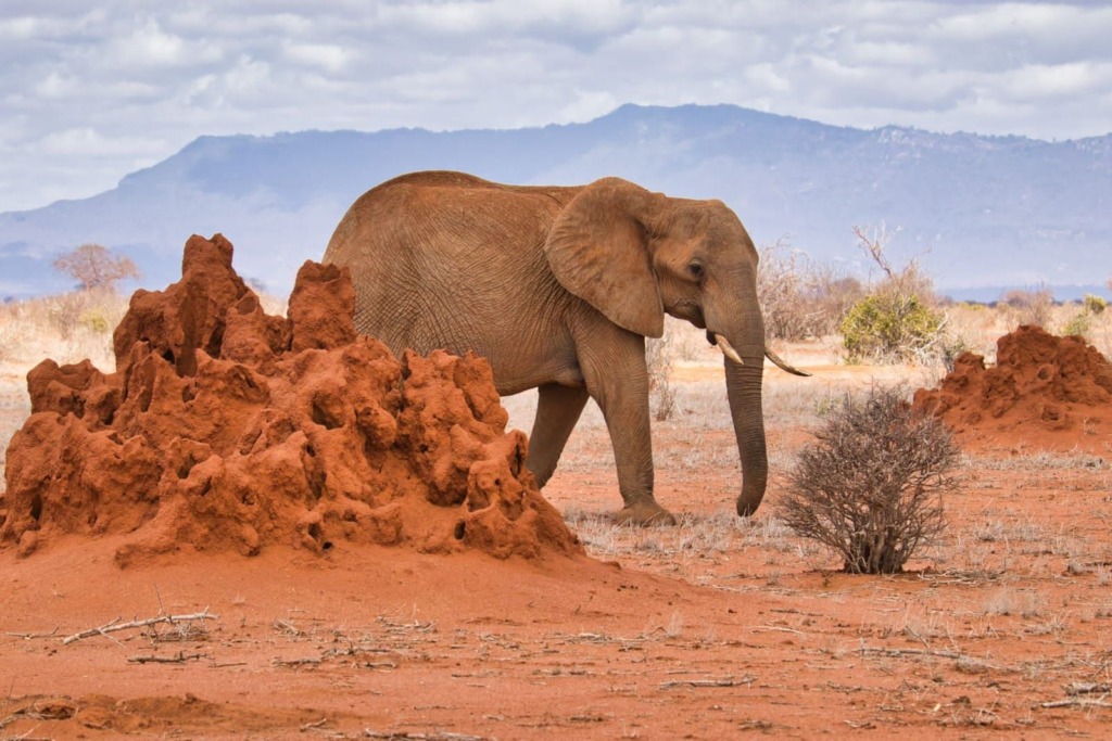 9 Days Safari Masai Mara, Lake Nakuru, Lake Naivasha, Amboseli, Tsavo West & East