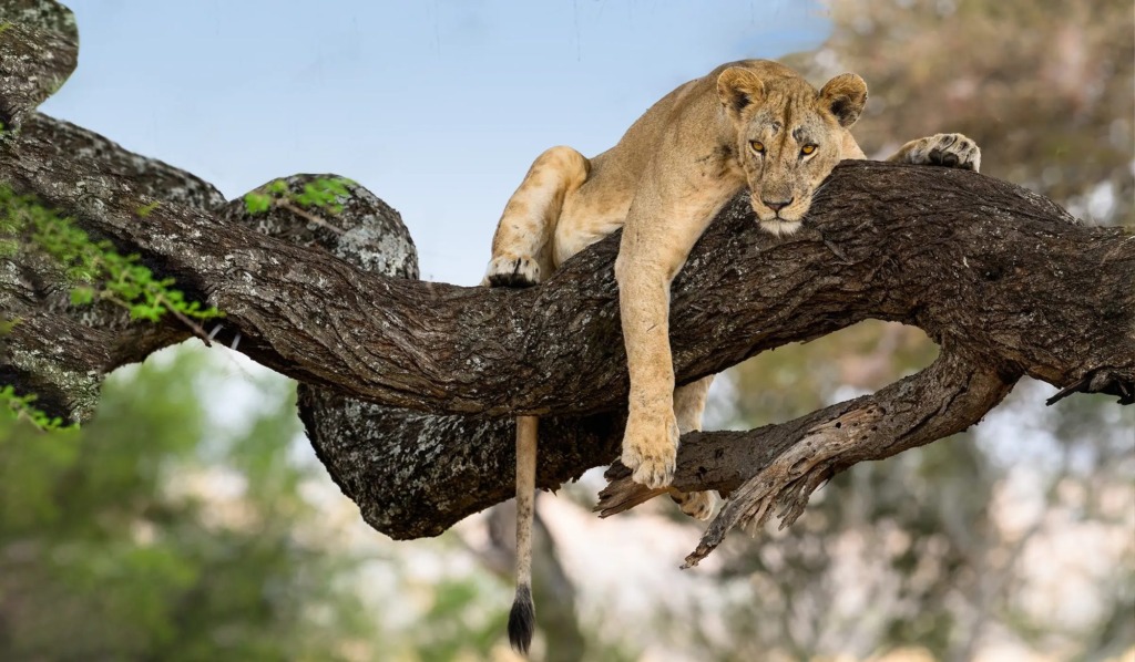 Milride Africa safari photo 2