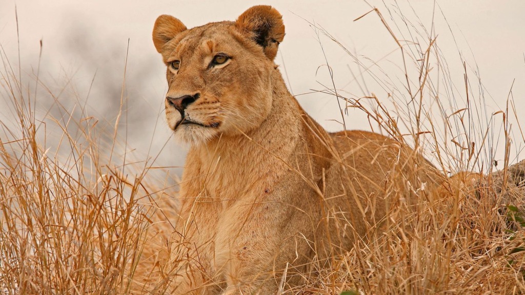 4 Days Safari Meru National Park