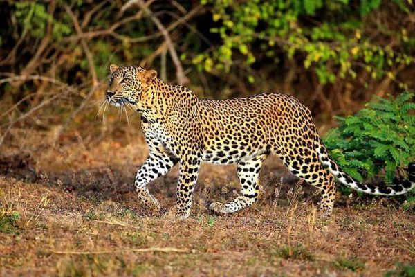 5 Days Safari Amboseli & Tsavo West National Park