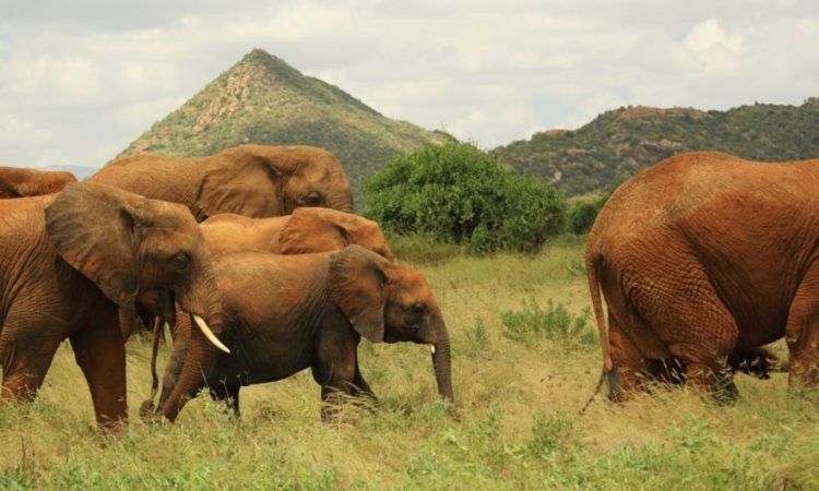 Samburu National Reserve