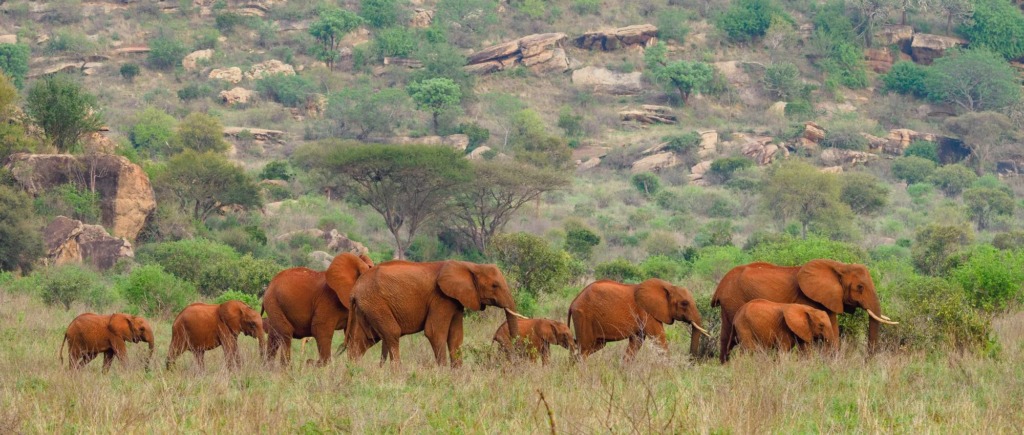 Milride Africa safari photo 3