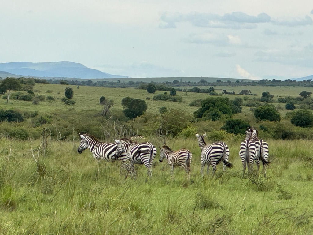 7 Days Ol Pejeta, Lake Nakuru, Lake Naivasha & Masai Mara